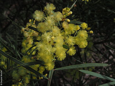 Acacia iteaphylla f DEM8795 Marcollat